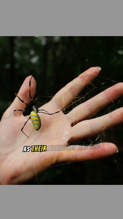 Large Flying And Invasive Joro Spiders Are On Their Way To New Jersey