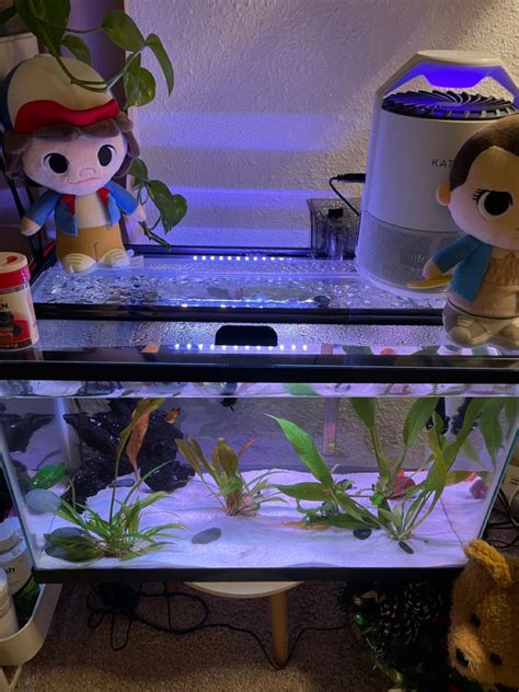 Aquariums For Betta Betta Aquarium Room