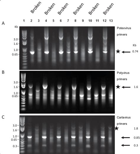 Amplification Of Putative Viral Rna From Tepal Extracts Of