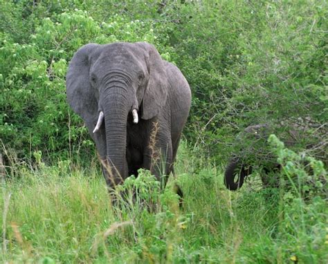 Premium Photo Elephants In Uganda