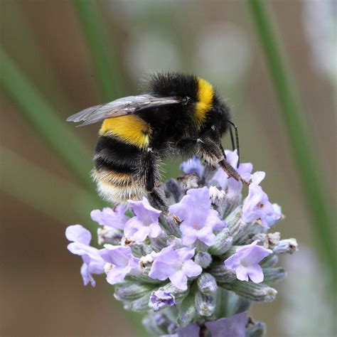Bumblebee Insect Sting