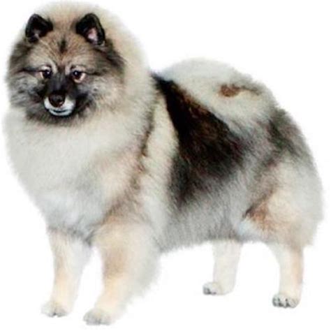 Keeshond Grooming | Keeshond UK