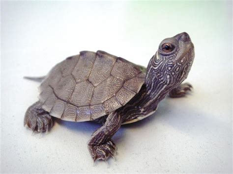 Musk turtle care sheet reptile centre – Artofit