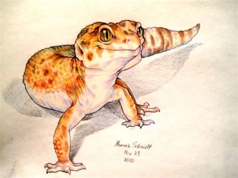 Leopard gecko drawing | Cute gecko, Sketches, Animal drawings