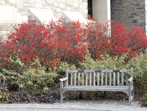 Ilex x ‘Sparkleberry’ | Kiefer Nursery: Trees, Shrubs, Perennials