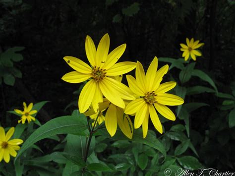 Helianthus divaricatus