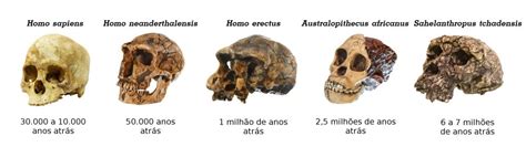 Evidências da evolução Biologia InfoEscola