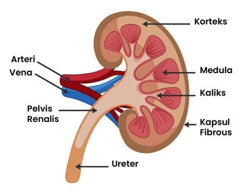 Struktur Ginjal Dan Fungsinya Studyhelp