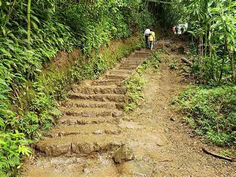 Top Things To Do At Manoa Falls Honolulu