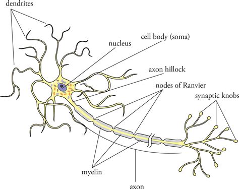 Neuron Model Labeled Synaptic Knob