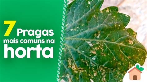 7 PRAGAS Mais Comuns Na HORTA SAIBA IDENTIFICAR YouTube