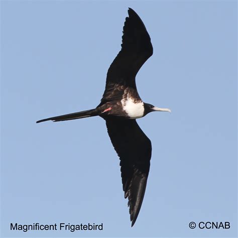 Magnificent Frigatebird (Fregata magnificens) - MAFR