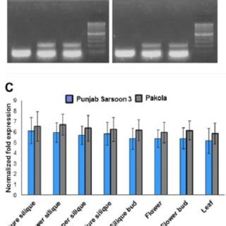 Phylogenetic Reconstructions Of SHP1 2 And FUL Genes A A Neighbor