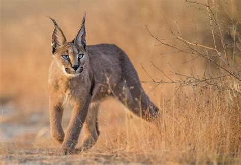 The 7 Wild Cats Of Africa You Ve Probably Never Heard Of Focusing On