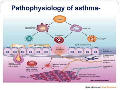 Pathophysiology of asthma