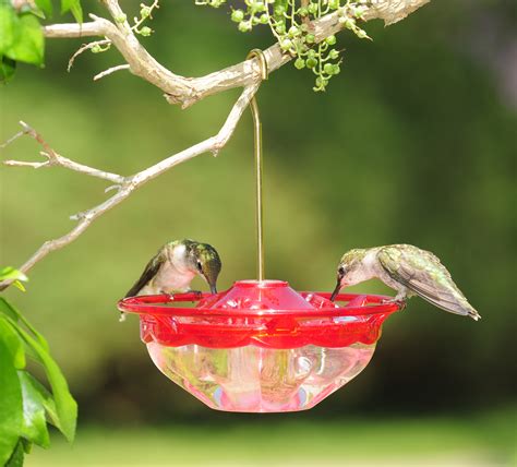 What’s the best hummingbird feeder?? – Southeastern Avian Research