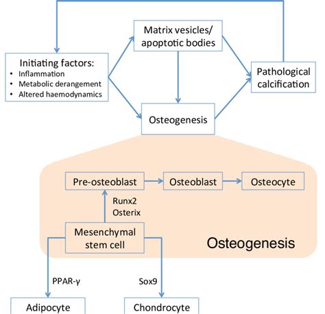 Broad Overview Of Pathological Cardiovascular Calcification Factors