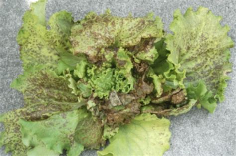 Viral Lettuce Disease Threatens Western Growers Vegetables West Magazine