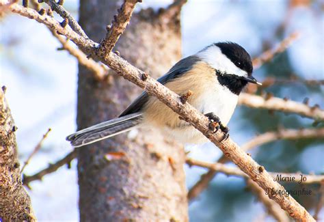 mésange avec une fraine dans le bec Marie josee Chiasson Flickr