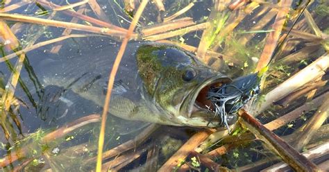 7 Tweaks To Your Frogs To Help Them Catch More Bass