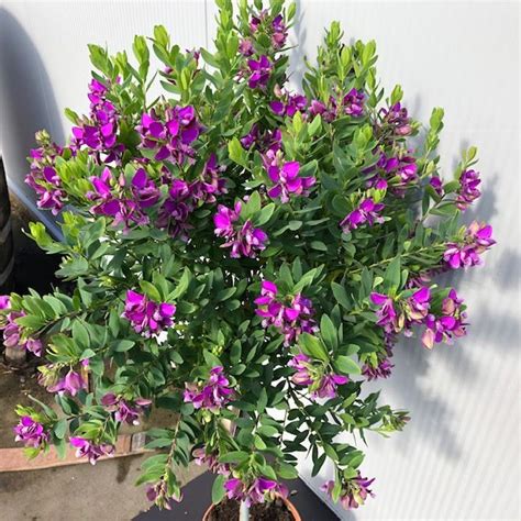 Polygala Myrtifolia Vleugeltjesbloem Op Stam Hoogte Cm Tas