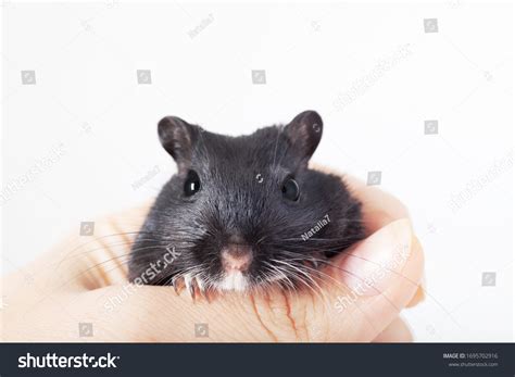 Funny Black Mouse Gerbil Human Hand Stock Photo 1695702916 | Shutterstock