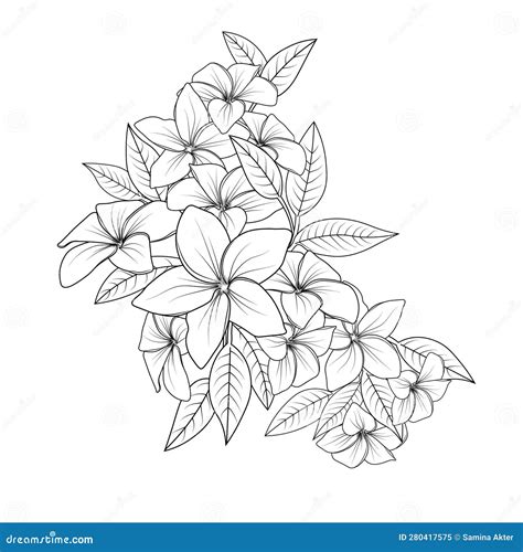 Detailed Flower Coloring Pages Plumeria Flower Doodle Illustration