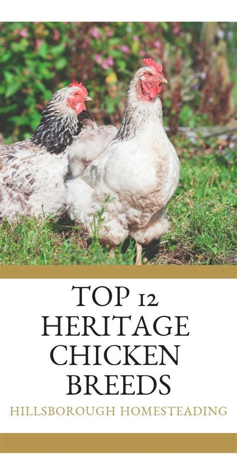 Top 12 Heritage Chicken Breeds Heritage Chickens Heritage Chicken Breeds Chickens Backyard