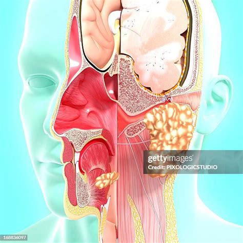 166 Ear Canal Anatomy Stock Photos, High-Res Pictures, and Images ...