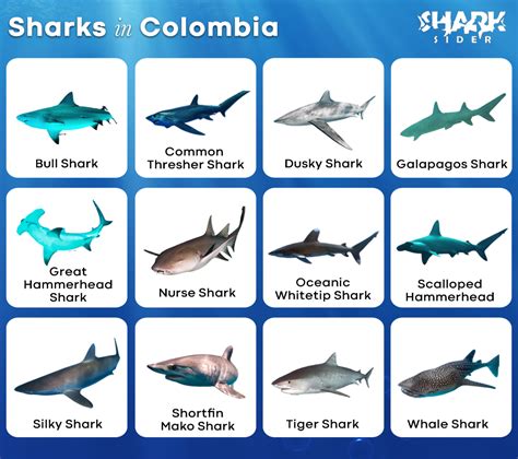 List of Sharks in Colombia with Pictures