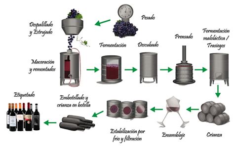 Elaboraci N Cepa Bosquet