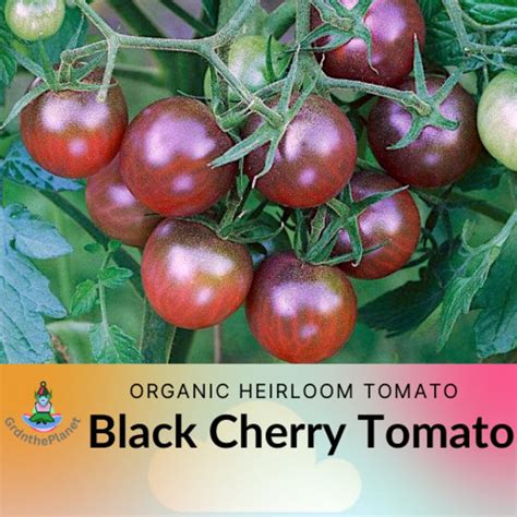 Heirloom Black Cherry Tomato Seeds Organically Grown Untreated Open