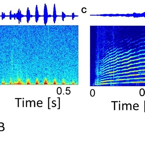 Vocalizations Spectrograms And Waveforms Of Four Representative Download Scientific Diagram