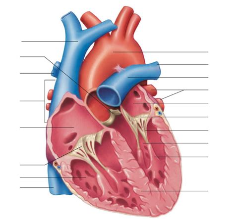 Vessels Valves Chambers And Muscles Of The Heart Diagram Quizlet