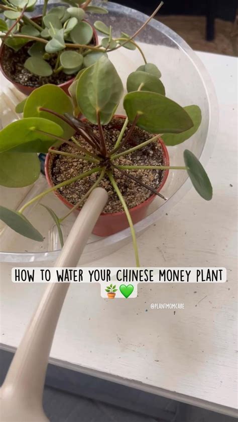 How to water your Chinese money plant #houseplants #Chinesemoneyplant # ...