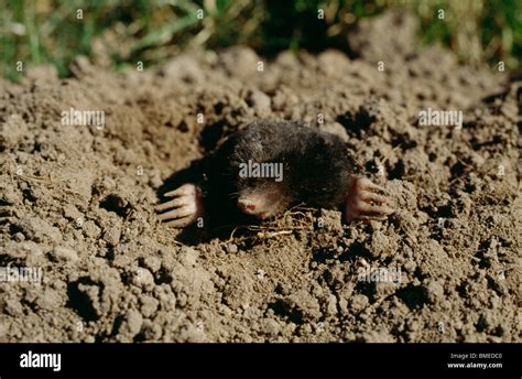 Mole hole hi-res stock photography and images - Alamy