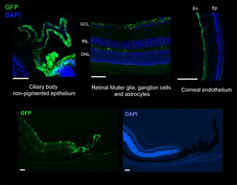 Figure S1 ShH10 Produces Transduction Of Ciliary Body Non Pigmented