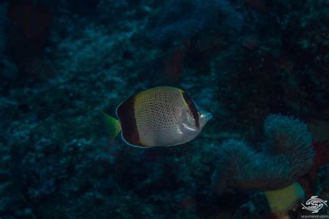 African Butterflyfish – Facts and Photographs | Seaunseen