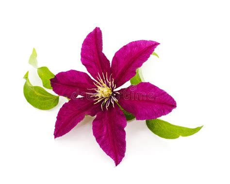 Purple Clematis With Green Leaves Stock Photo Image Of Garden