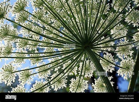 Giant hogweed (Heracleum mantegazzianum) flowers. This invasive alien ...