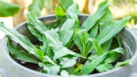 Grow Your Own Coriander Small Green Things