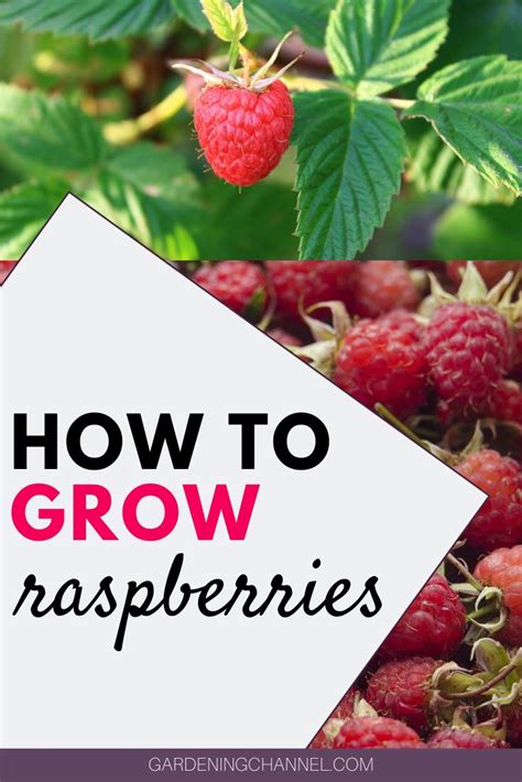 How to Grow Your Own Raspberries | Growing raspberries, Raspberry ...