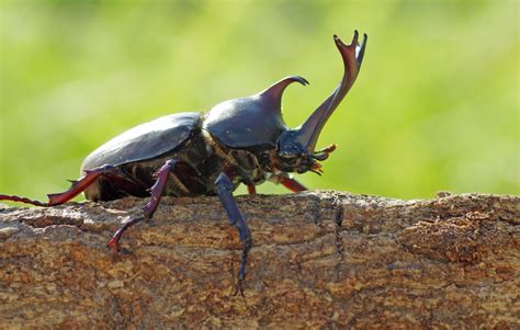 Connaissez vous les scarabée rhinocéros véritables insectes guerriers