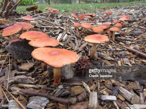 3,679 Field Mushrooms Stock Photos, High-Res Pictures, and Images - Getty Images