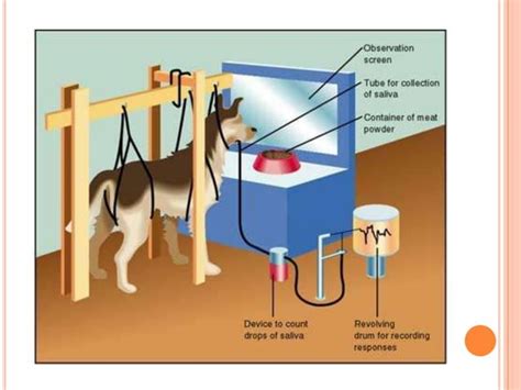 Pavlov’s Classical Conditioning