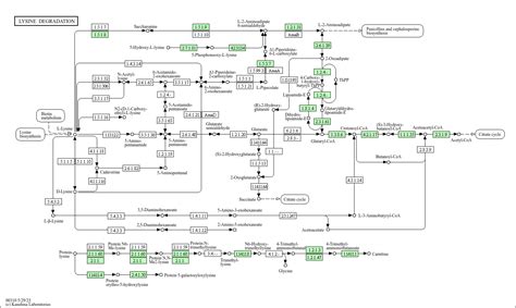 Kegg Pathway Lysine Degradation Homo Sapiens Human