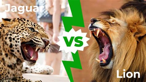 Jaguar vs Lion: Which Powerful Cat Would Win in a Fight? - A-Z Animals