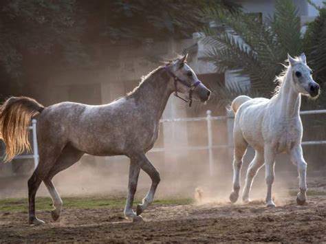 440+ Arabian Horse Eye Stock Photos, Pictures & Royalty-Free Images - iStock