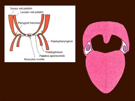 Palatine tonsil