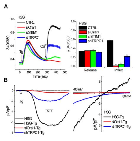 Soce In Hsg Cells Is Determined By Orai Trpc And Stim A Ca I